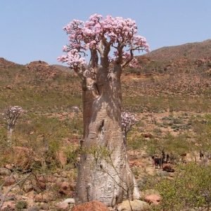 Desert Roses1