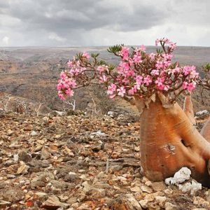 Desert Roses2