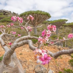 Desert Roses3