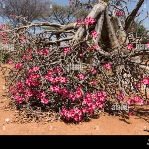 Desert Roses4