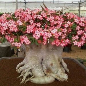 Desert Roses5