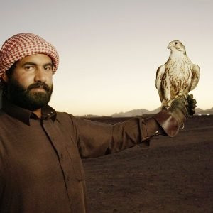 Falconer and Saker falcon in Ha'il Riyadh Saudi Arabia
