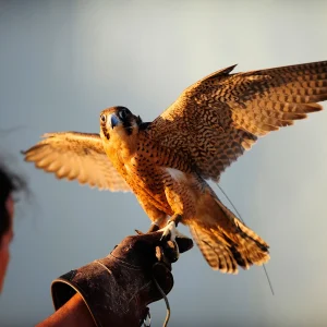 Parkin-Falconers